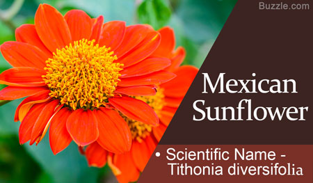 Mexican Sunflower Scientific Name Tithonia diversifolia