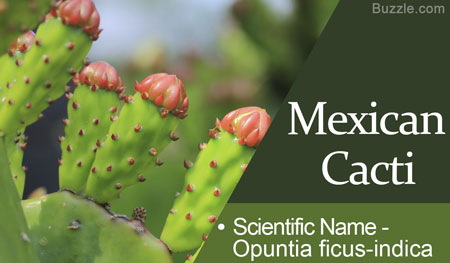 Mexican Cacti Scientific Name Opuntia ficus-indica
