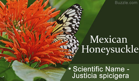 Mexican honeysuckle  Scientific Name Justicia spicigera