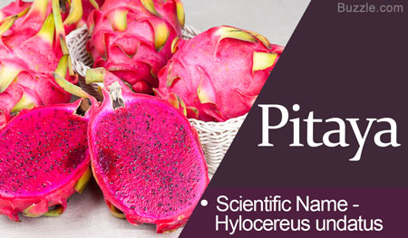 Pitaya Scientific Name Hylocereus undatus