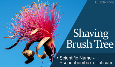 Shaving brush Tree Scientific Name Pseudobombax ellipticum