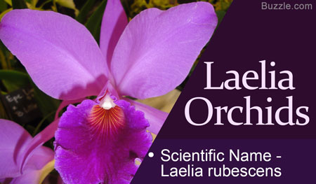 Laelia Orchids Scientific Name Laelia rubescens