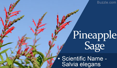 Pineapple Sage Scientific Name Salvia elegans
