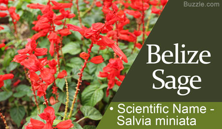 Belize Sage Scientific Name Salvia miniata
