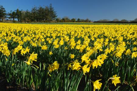 Daffodils