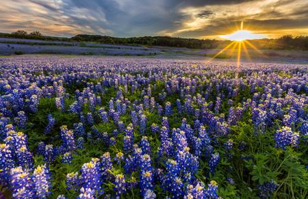 Bluebonnets