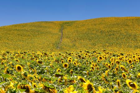 Sunflowers