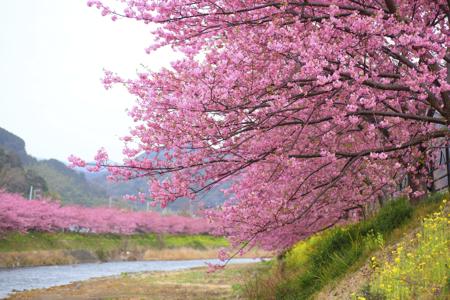 Cherry blossoms