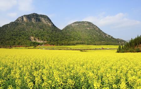 Rapeseed