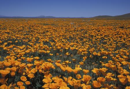 Poppies