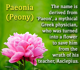 Origin of flower name peony