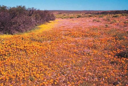 Desert flowers