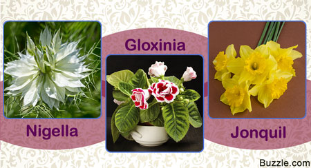 List of Exotic Flowers