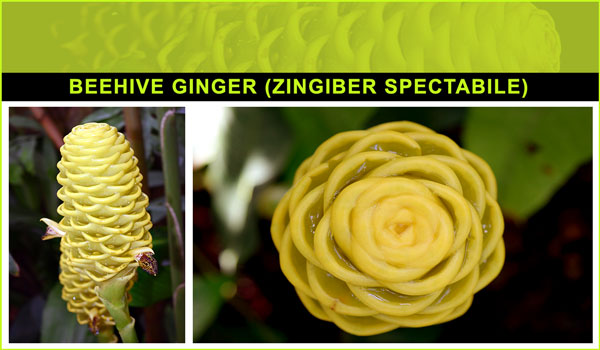 Beehive Ginger