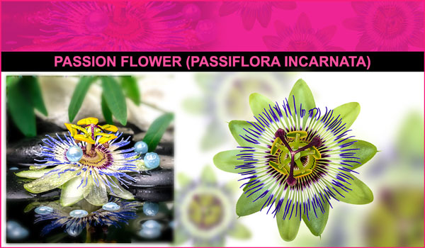 Passion Flower or Clock Flower