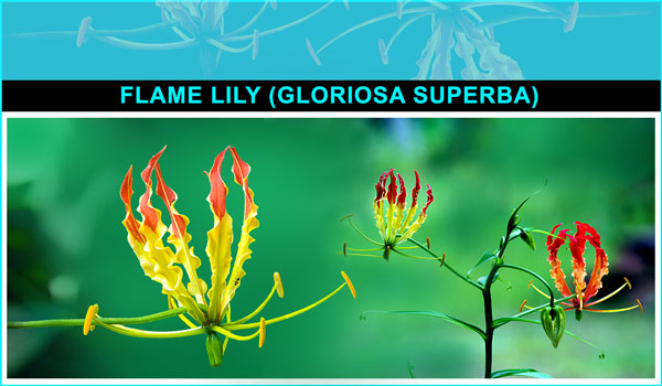 Flame Lily