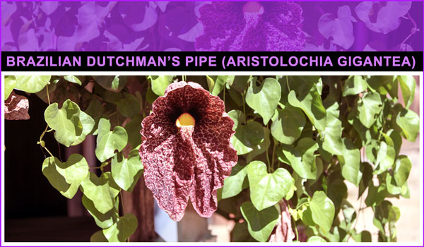 Brazilian Dutchman's Pipe