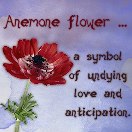 Anemone flower symbolism