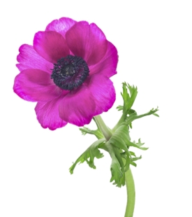 Pink Anemone Flower