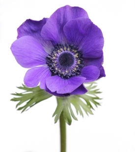 Purple Anemone Flower