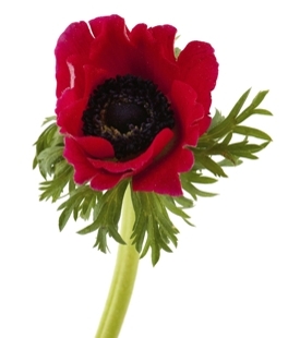 Red Anemone Flower