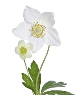 White Anemone Flower