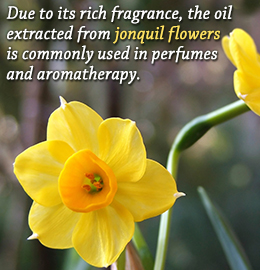 Jonquil flower uses