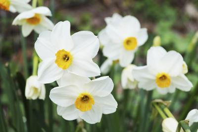 Jonquils