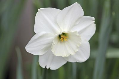 White Jonquil