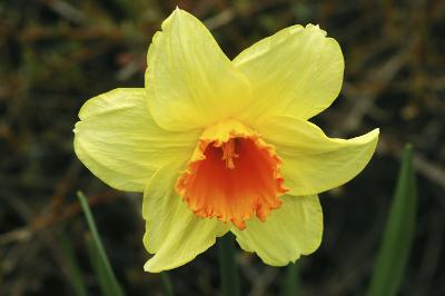 Daffodil