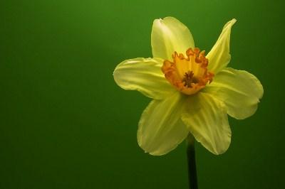 Jonquils