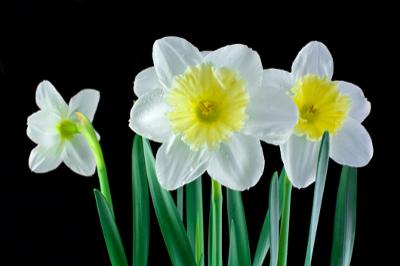 Jonquils with Yellow Corona