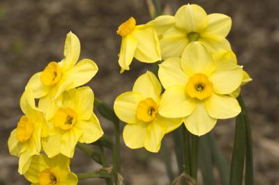 Jonquils