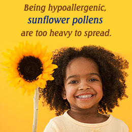 Hypoallergenic flower - sunflower