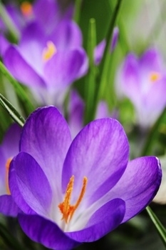 Crocus