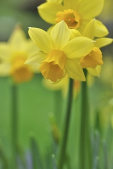 Daffodils