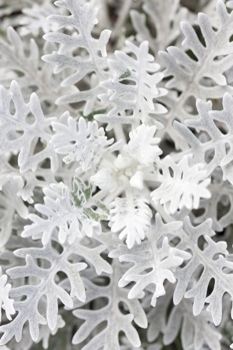 Dusty Miller