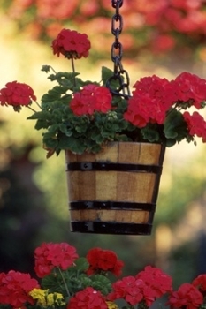 Geraniums