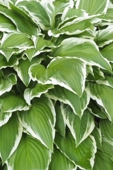 Hosta