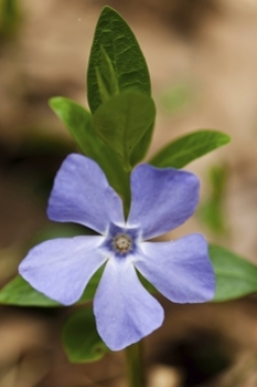 Periwinkle