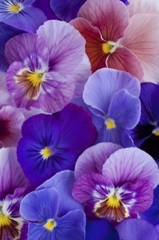 Pansy