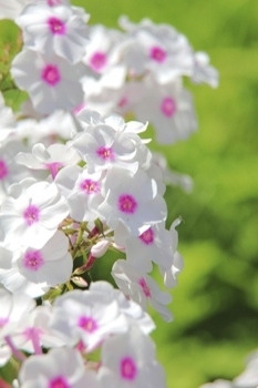 Phlox