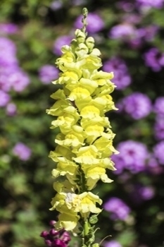 Snapdragon