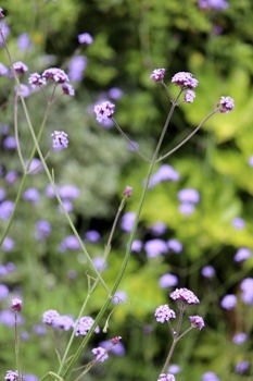 Verbena