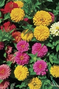 Zinnia