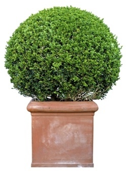 Boxwood