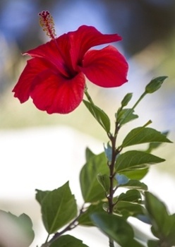 Hibiscus