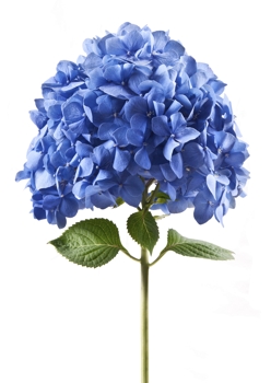 Hydrangea