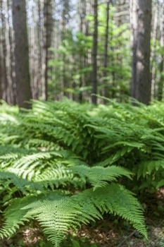 Chinese Fan Palm