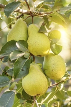 Pear